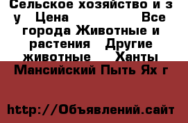 Сельское хозяйство и з/у › Цена ­ 2 500 000 - Все города Животные и растения » Другие животные   . Ханты-Мансийский,Пыть-Ях г.